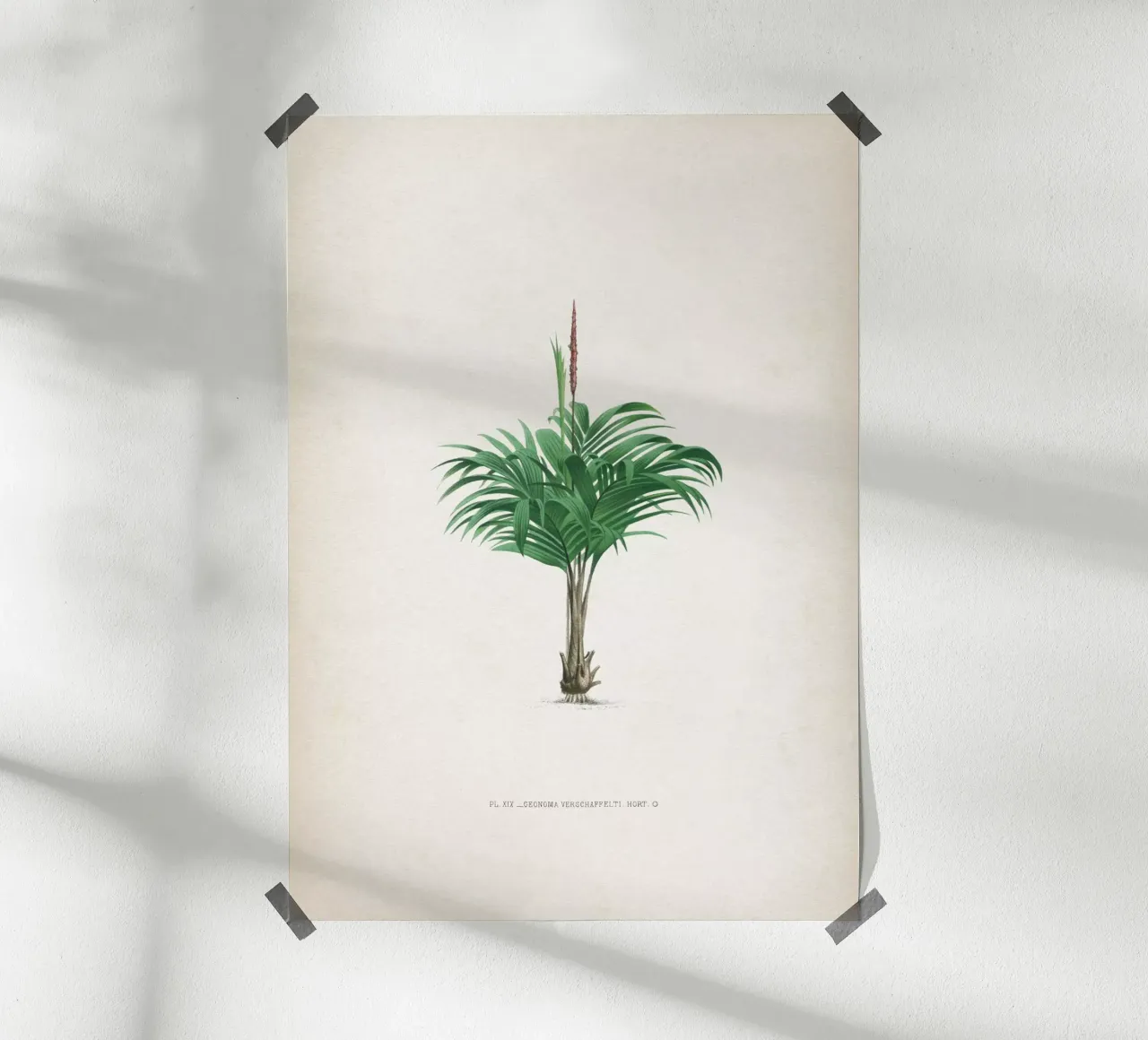 Vintage Kerchove 4 Les Palmiers 19 poster con telaio in plastica da Vintage Print Collection