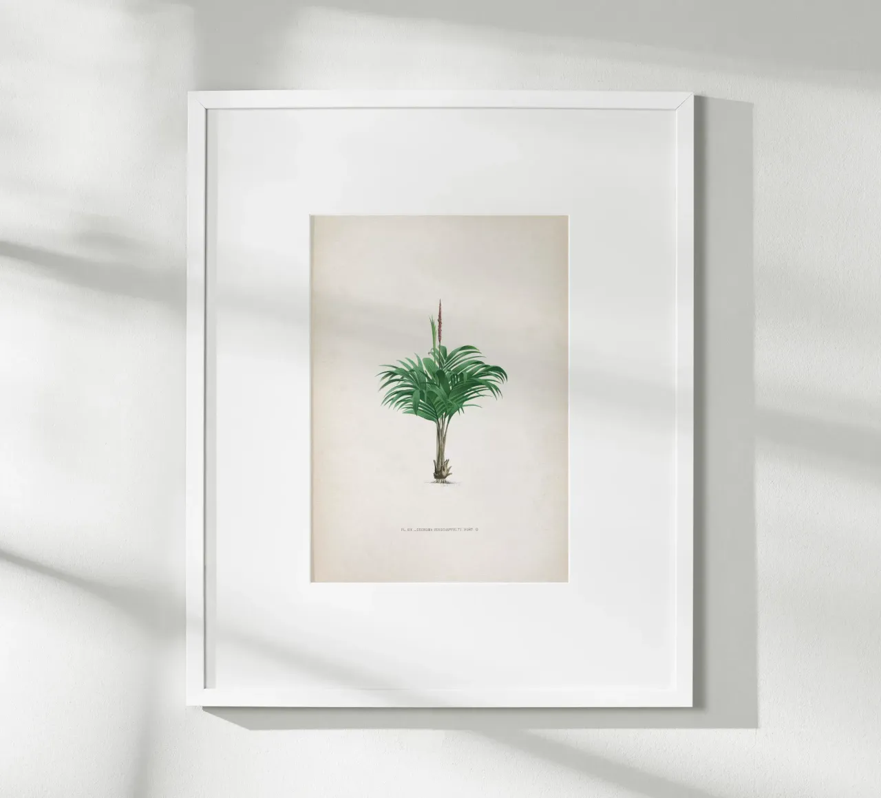 Vintage Kerchove 4 Les Palmiers 19 poster con telaio in plastica da Vintage Print Collection