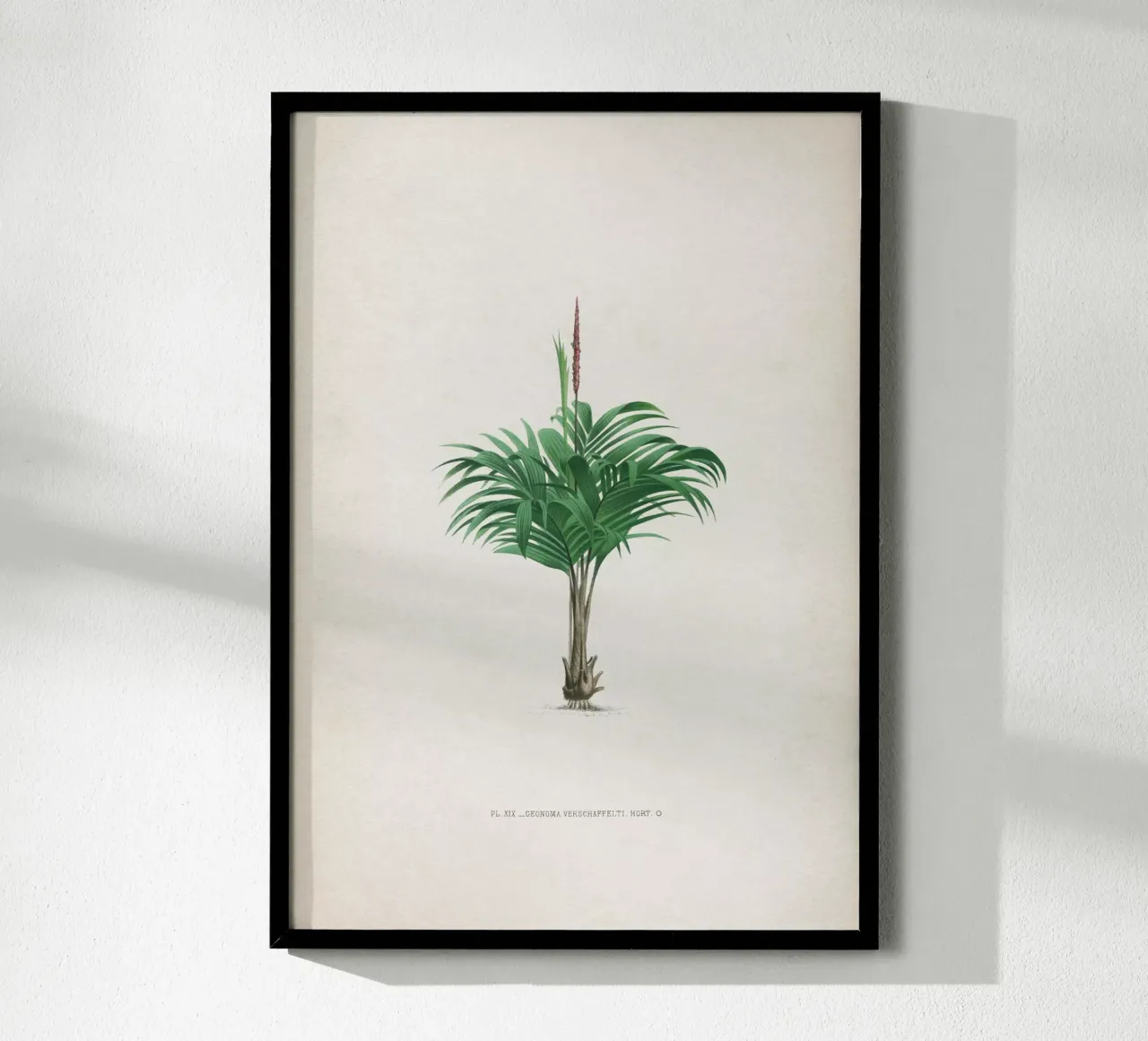 Vintage Kerchove 4 Les Palmiers 19 poster con telaio in plastica da Vintage Print Collection