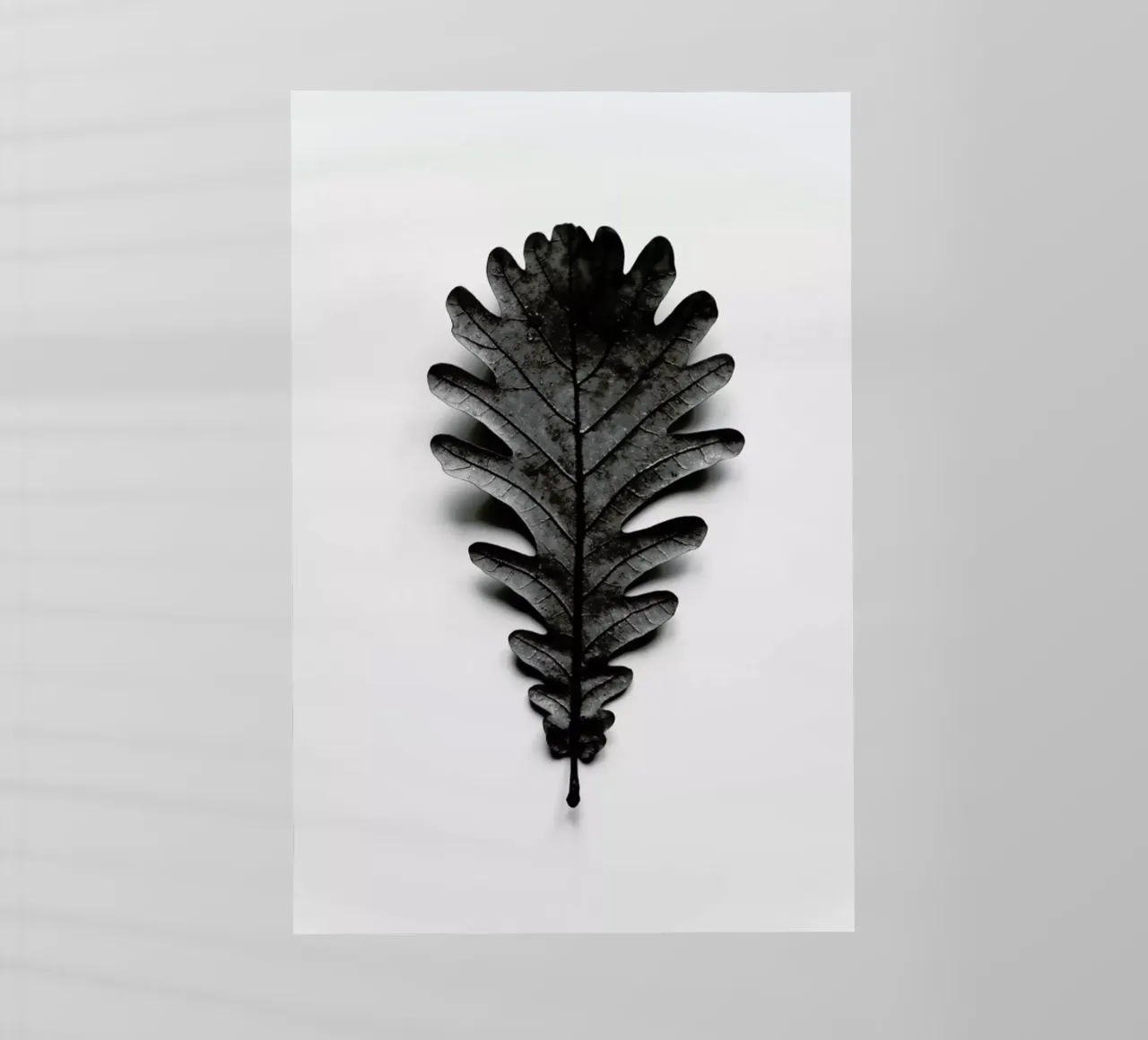 Autumn Treasures - Black Oak Leaf backlit film by Studio Nahili