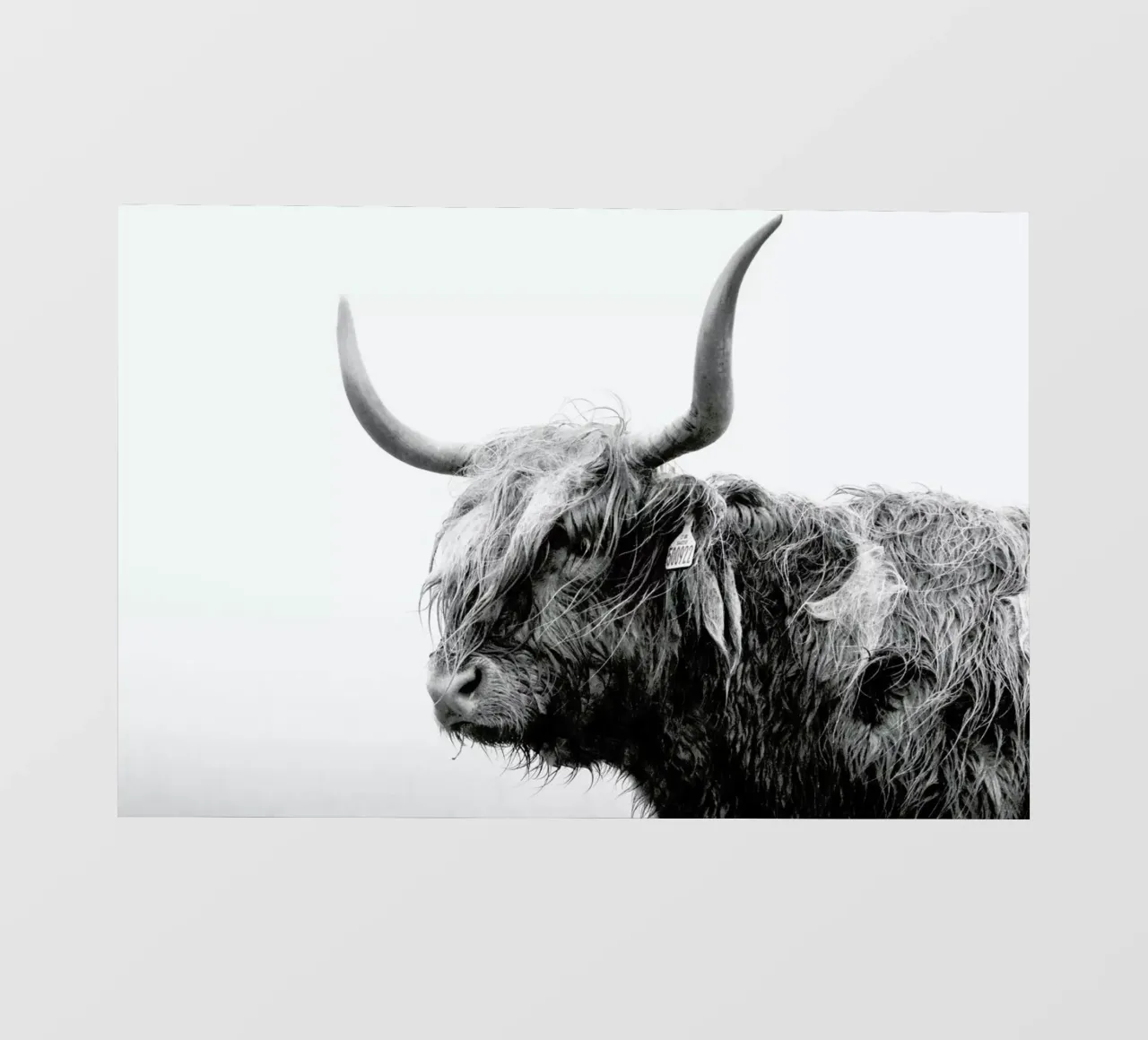 Standing Sentinel pellicola backlit da Natural Kingdom