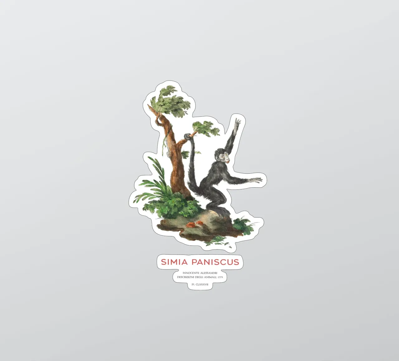 Klammeraffe oder Simia paniscus Sticker von Vintagrafica