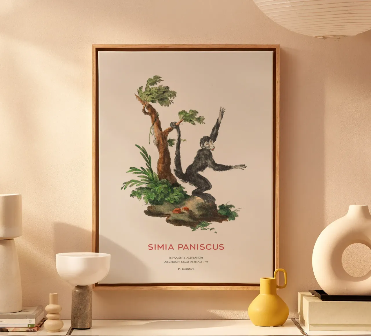 Scimmia ragno o Simia paniscus tela da Vintagrafica
