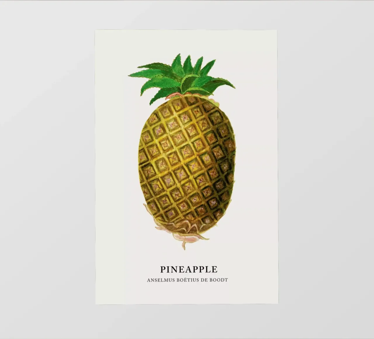 Anselmus Boëtius de Boodt - Pineapple pellicola backlit da Vintage by JUNIQE