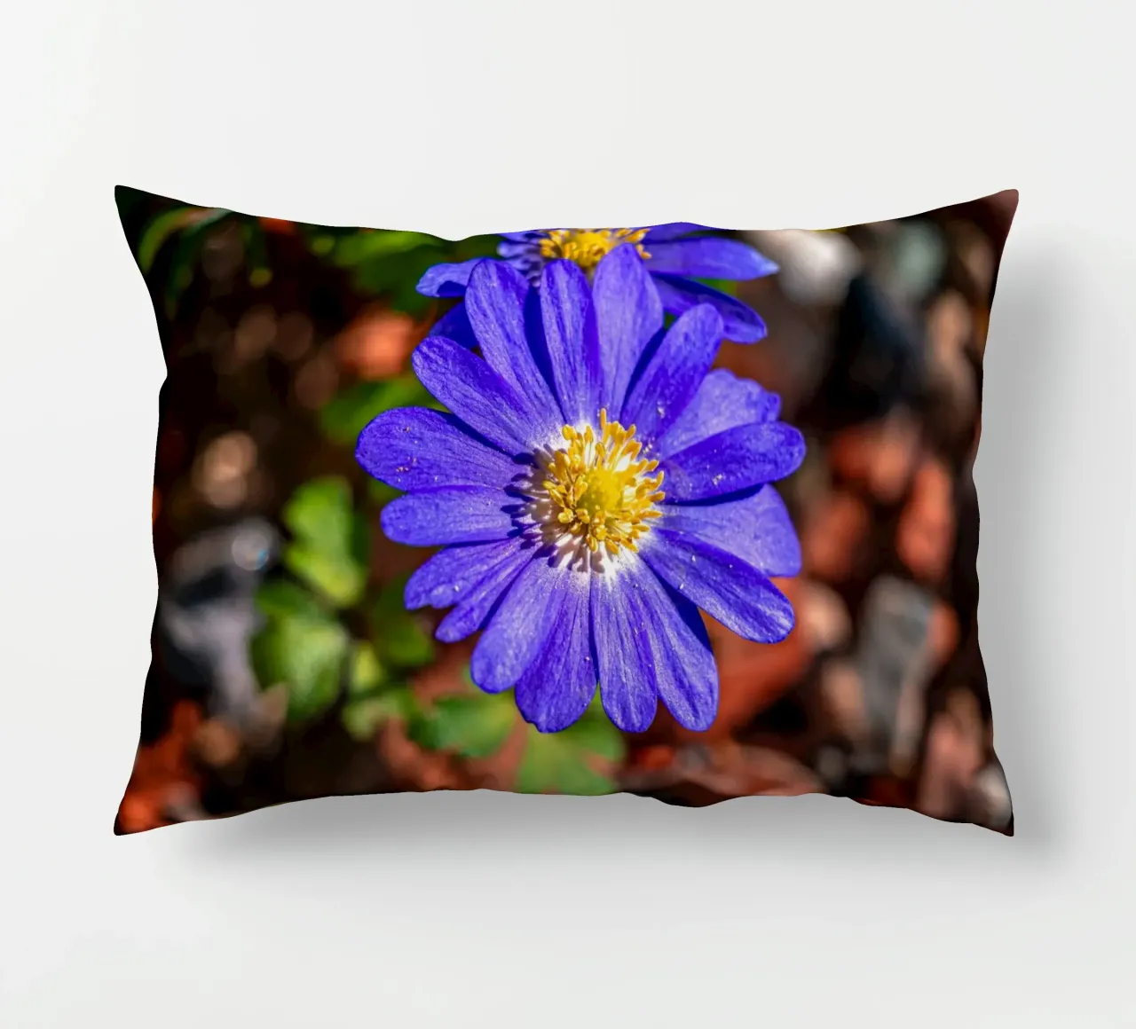 Anemone dei Balcani in primavera cuscino da Marcus Beckert | Fotografie
