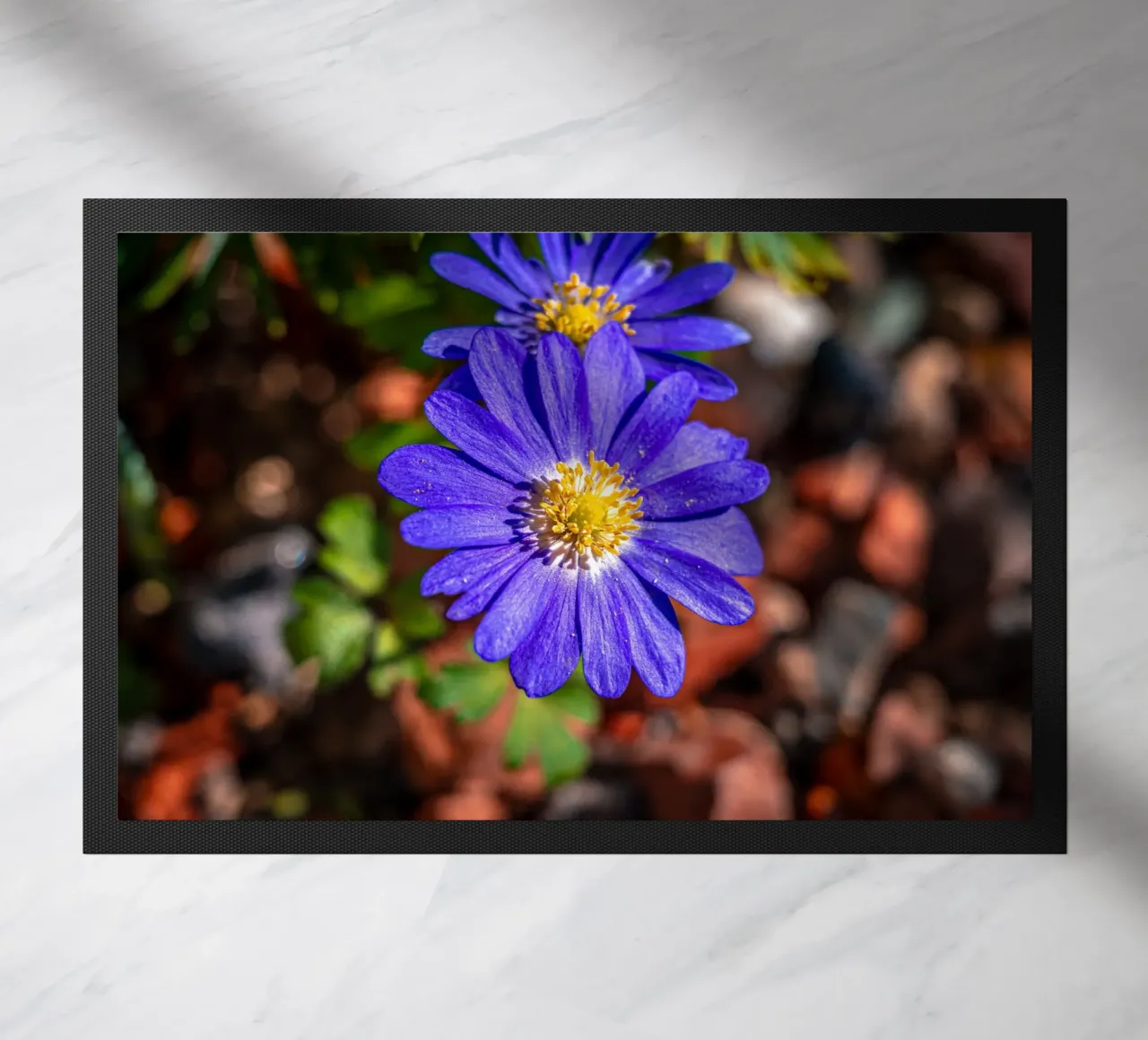 Balkan anemone in spring doormat by Marcus Beckert | Fotografie