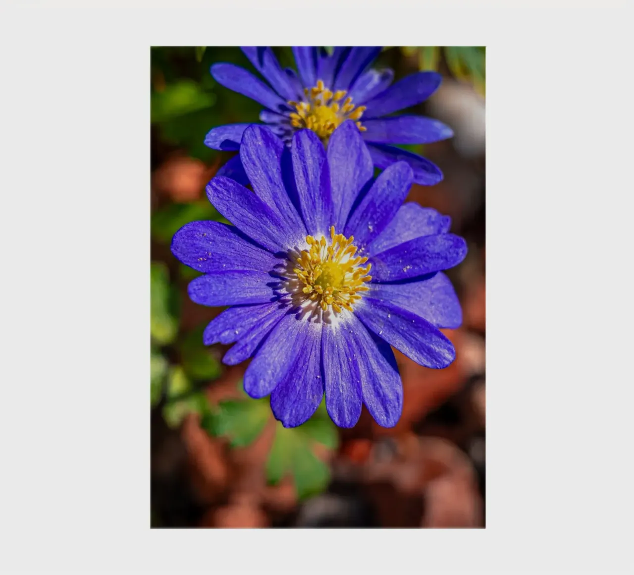 Balkan anemone in spring notebook by Marcus Beckert | Fotografie