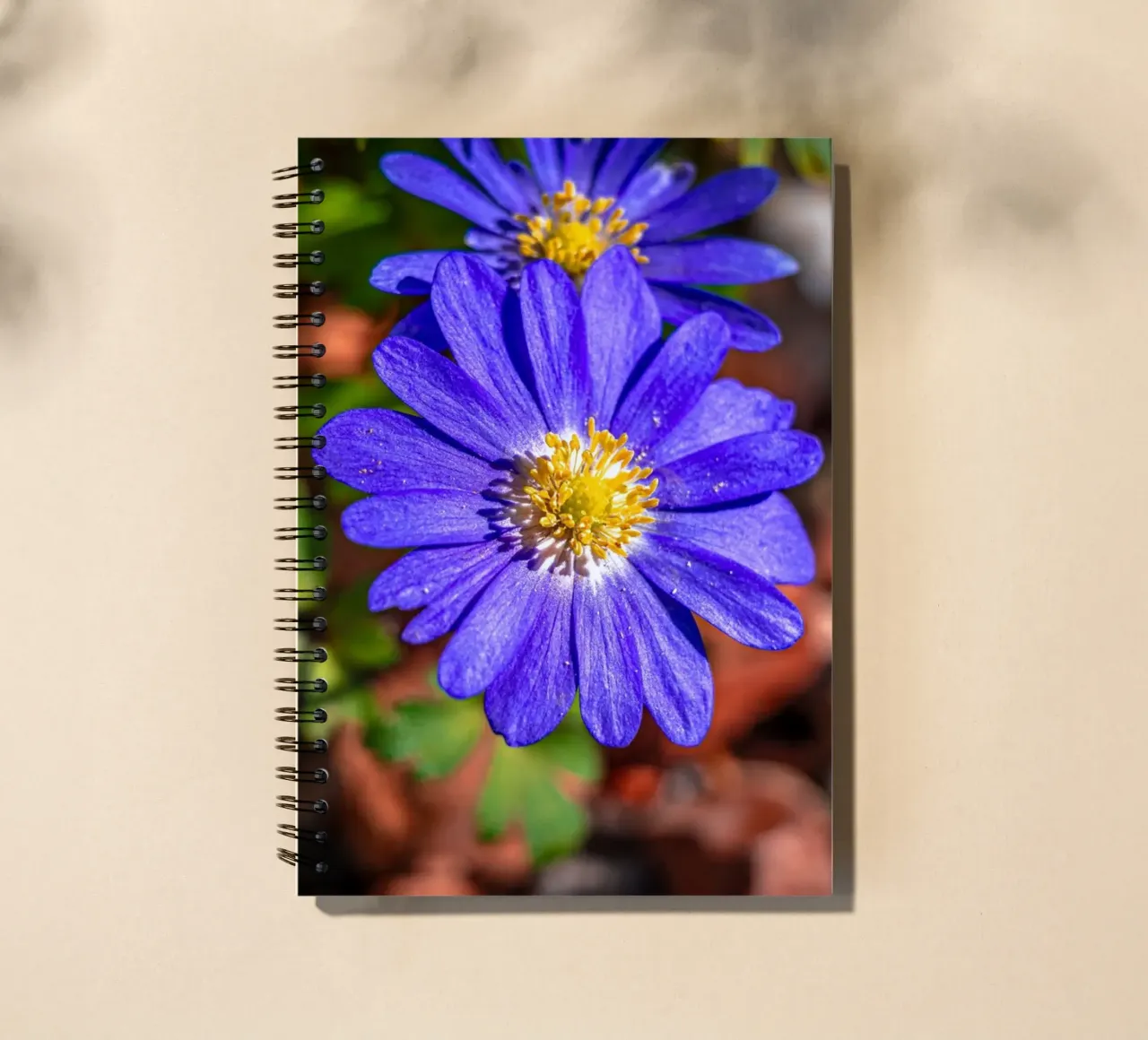 Balkan anemone in spring spiral notebook by Marcus Beckert | Fotografie