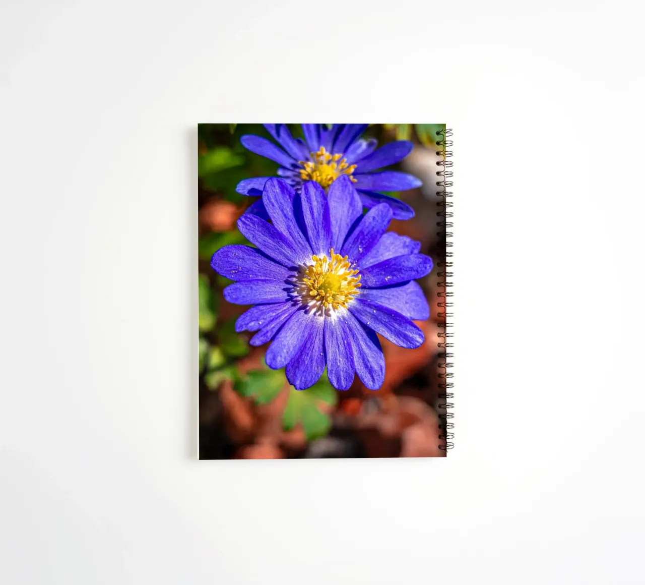 Balkan anemone in spring spiral notebook by Marcus Beckert | Fotografie