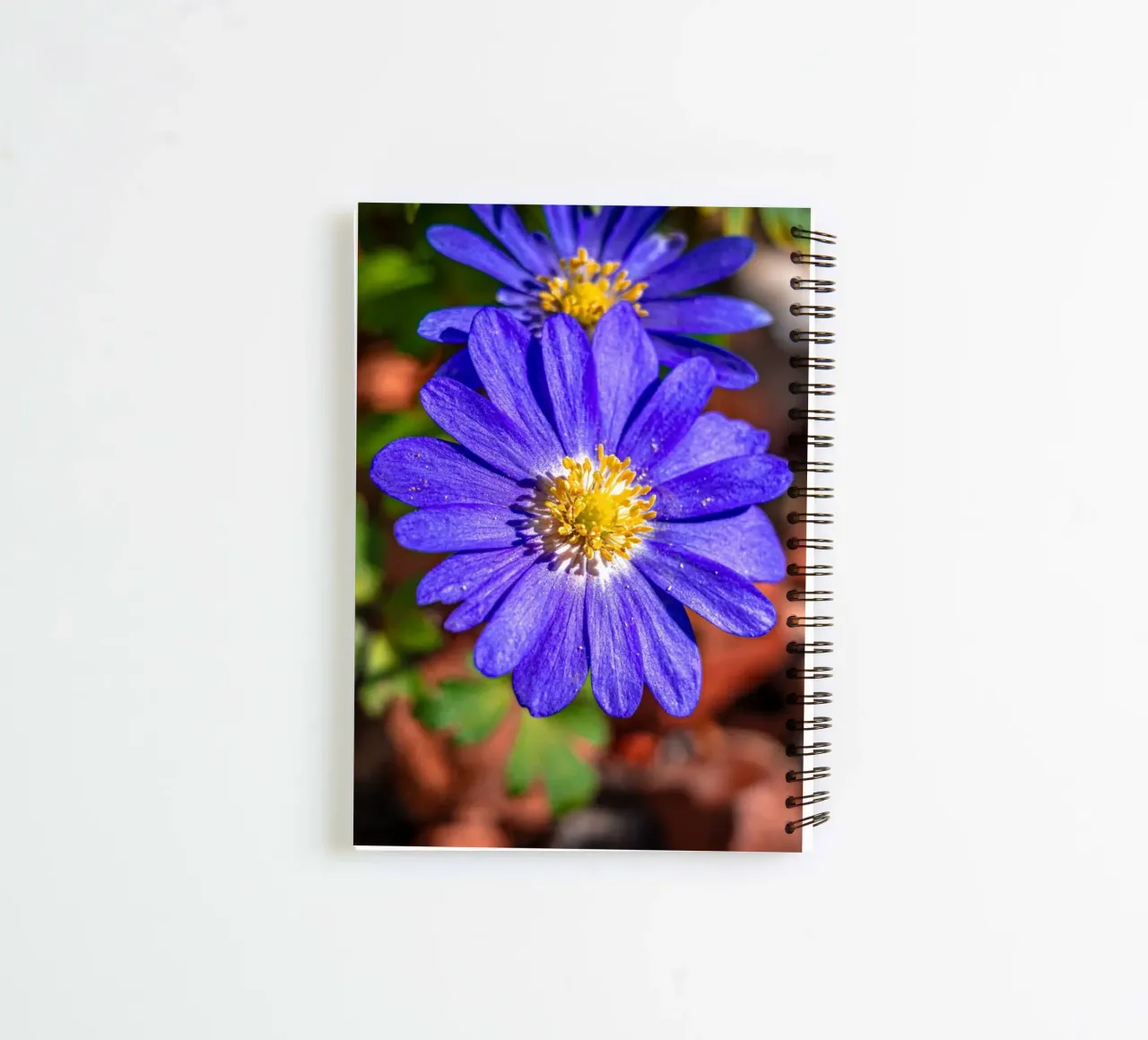 Balkan anemone in spring spiral notebook by Marcus Beckert | Fotografie