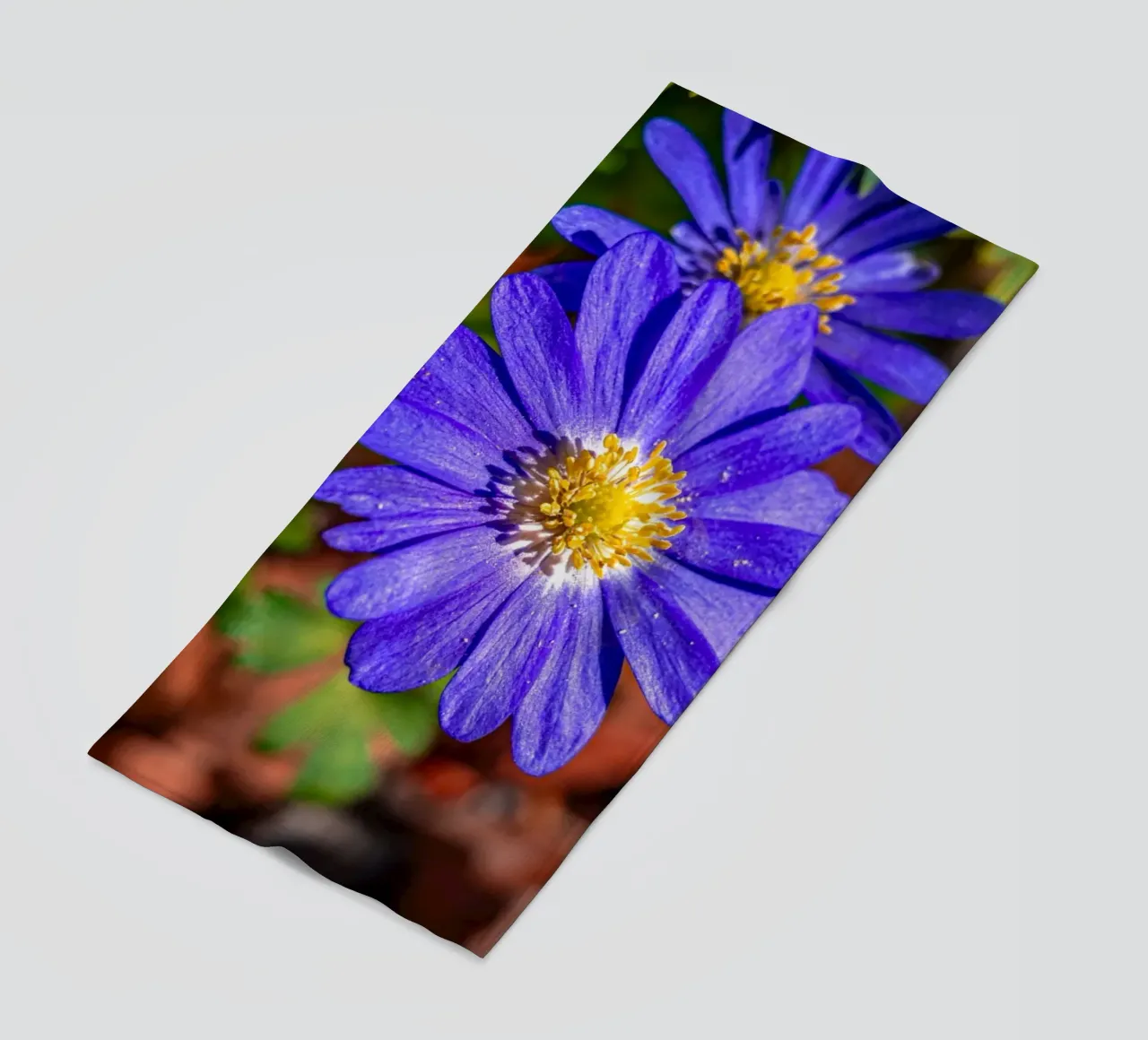 Anemone dei Balcani in primavera telo mare da Marcus Beckert | Fotografie