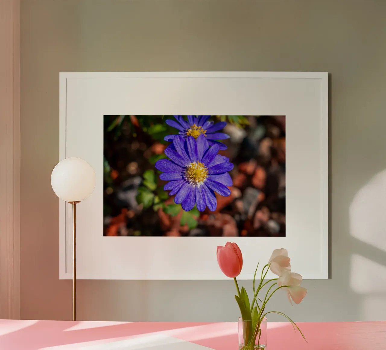Balkan anemone in spring hahnemühle by Marcus Beckert | Fotografie