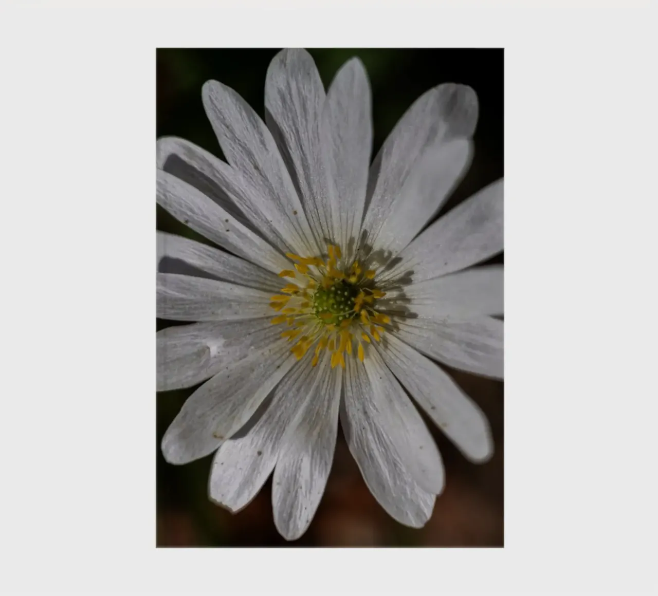White Balkan anemone in spring notebook by Marcus Beckert | Fotografie