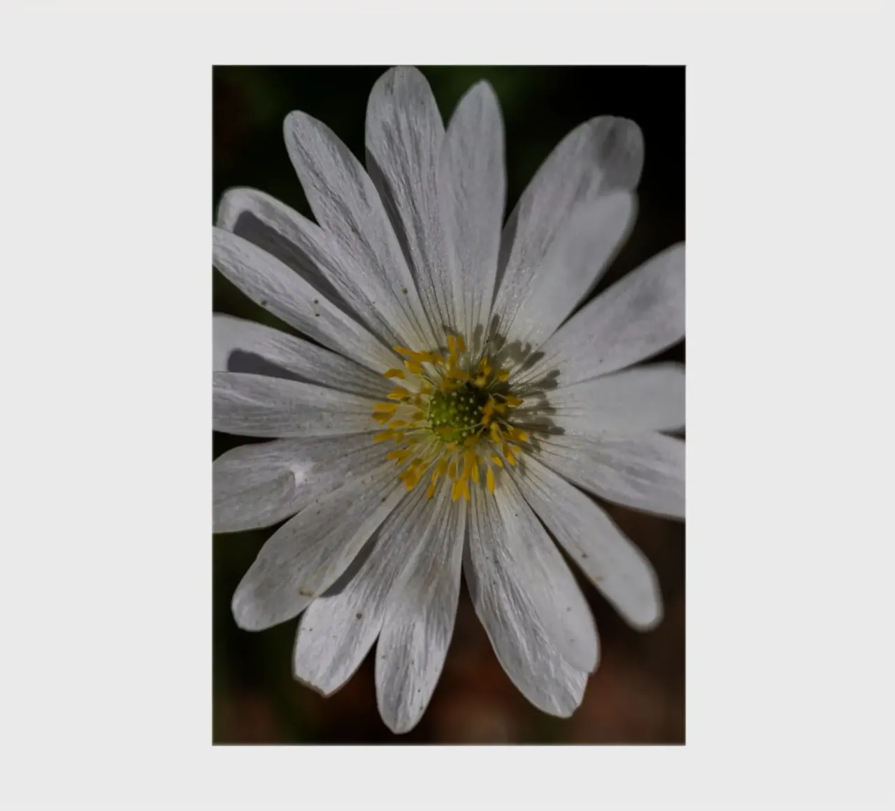 White Balkan anemone in spring notebook by Marcus Beckert | Fotografie