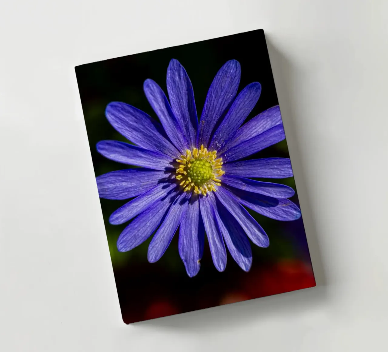 Flower of a Balkan anemone notebook by Marcus Beckert | Fotografie