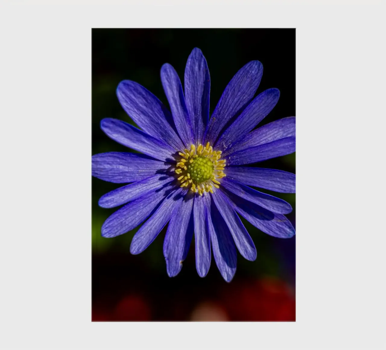Flower of a Balkan anemone notebook by Marcus Beckert | Fotografie