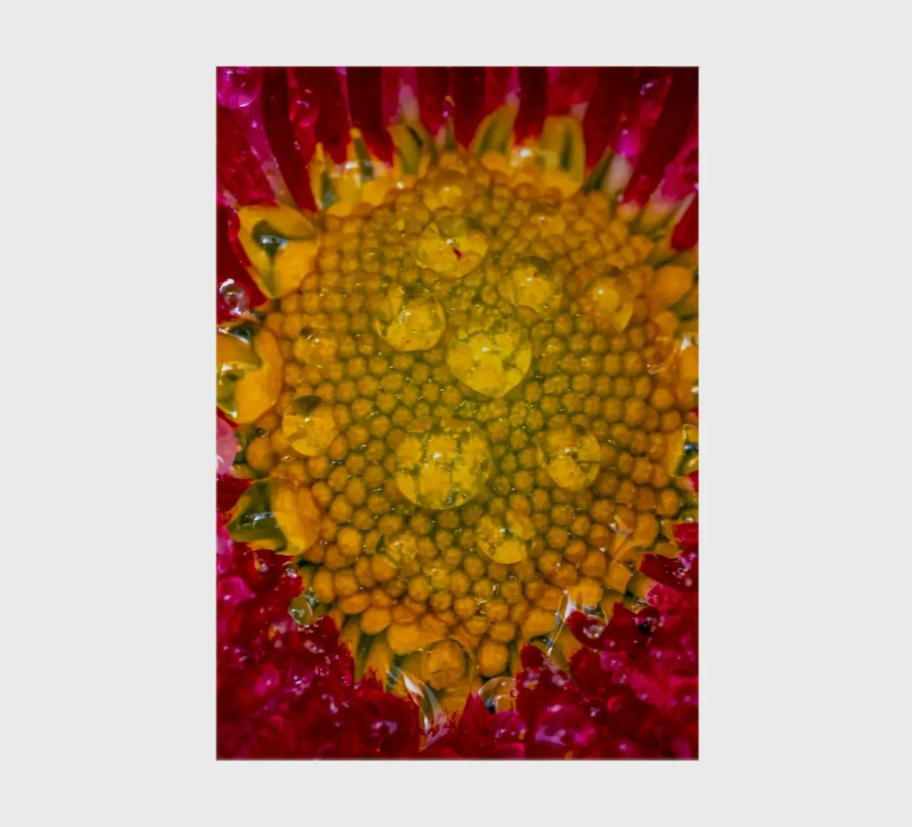 Red daisy with water droplets notebook by Marcus Beckert | Fotografie
