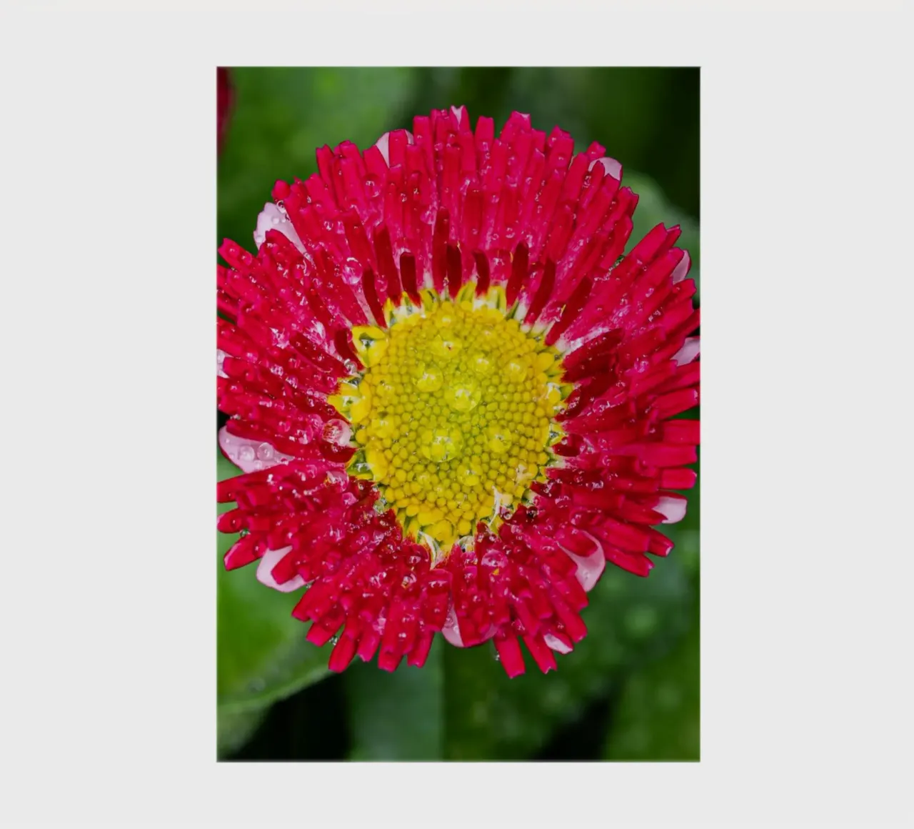 Red daisy in spring notebook by Marcus Beckert | Fotografie
