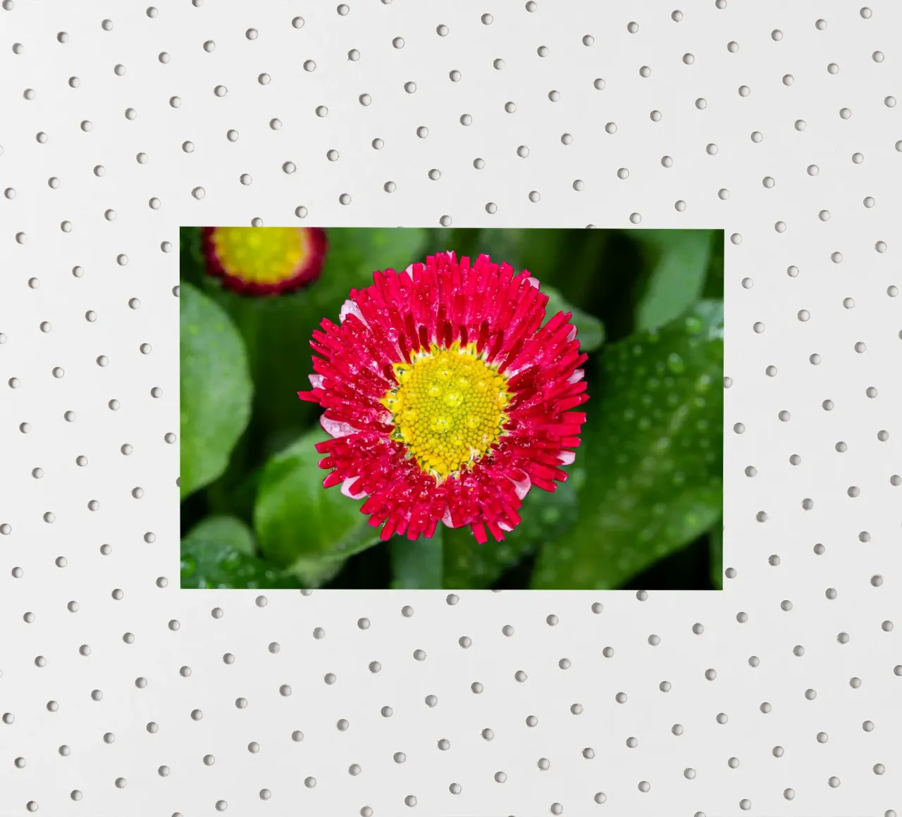 Red daisy in spring sticker by Marcus Beckert | Fotografie