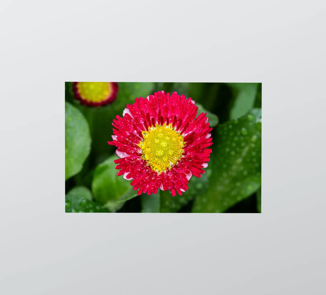 Red daisy in spring sticker by Marcus Beckert | Fotografie