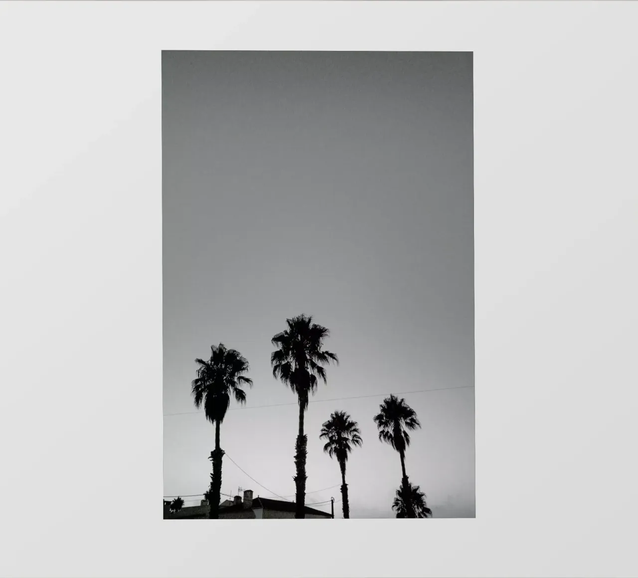 Group Of Palms pellicola backlit da Sebastian Hilgetag