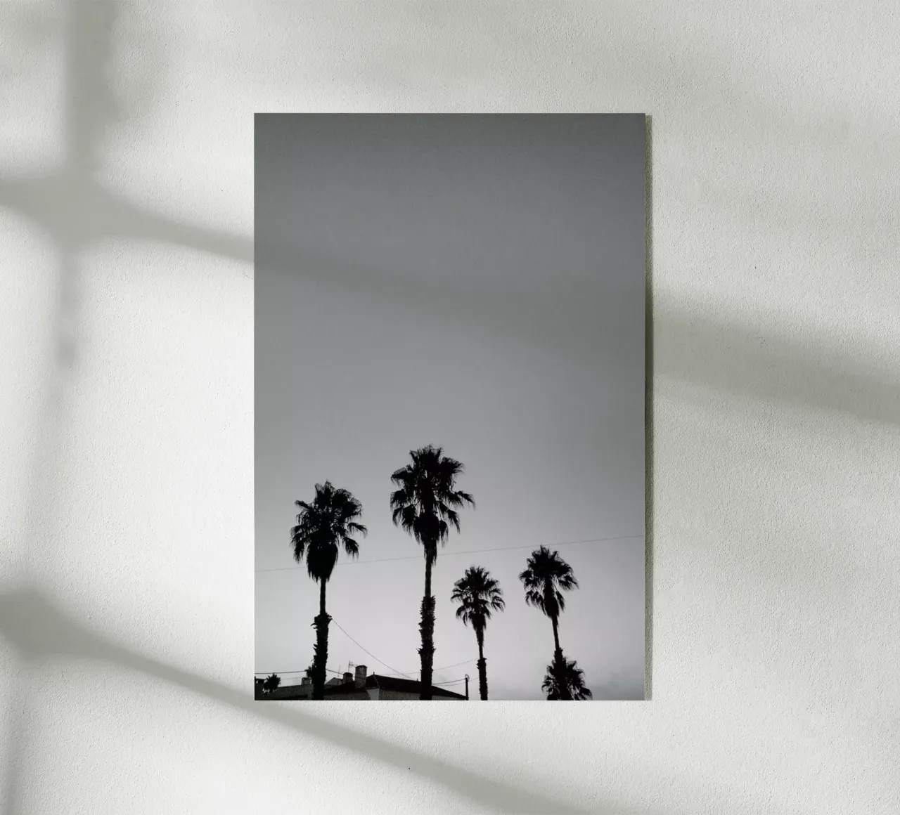 Group Of Palms plexiglass da Sebastian Hilgetag