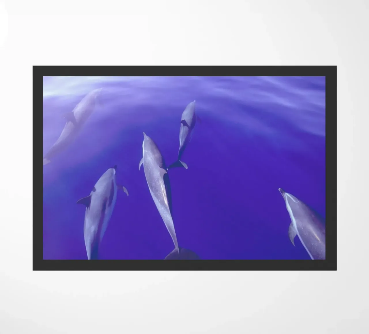 Dolphin Pod zerbino da Natural Kingdom