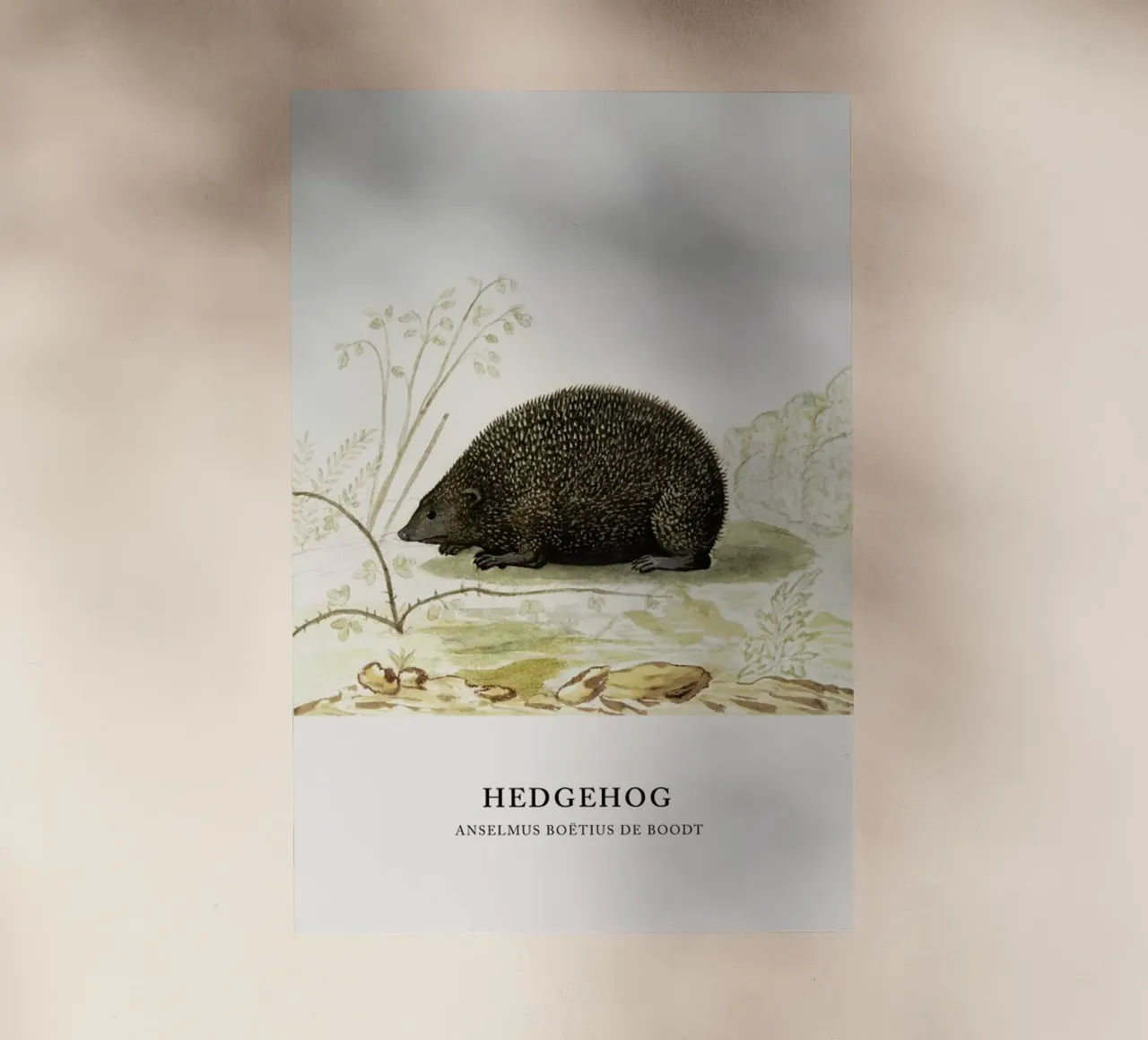 Anselmus Boëtius de Boodt - Hedgehog pellicola backlit da Vintage by JUNIQE