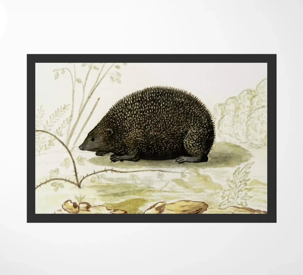 Anselmus Boëtius de Boodt - Hedgehog zerbino da Vintage by JUNIQE