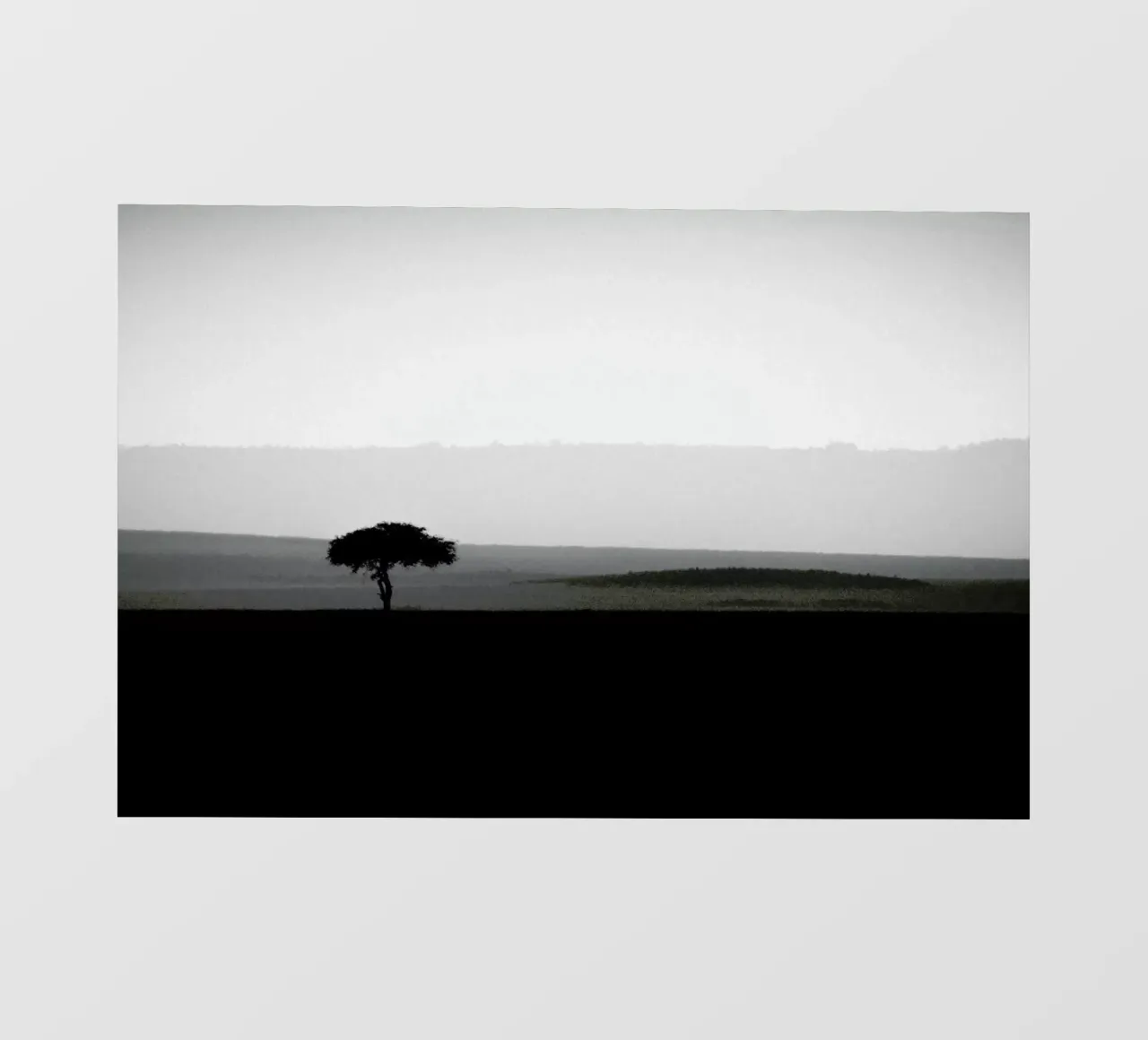 The Sole Tree pellicola backlit da METROPOLIS