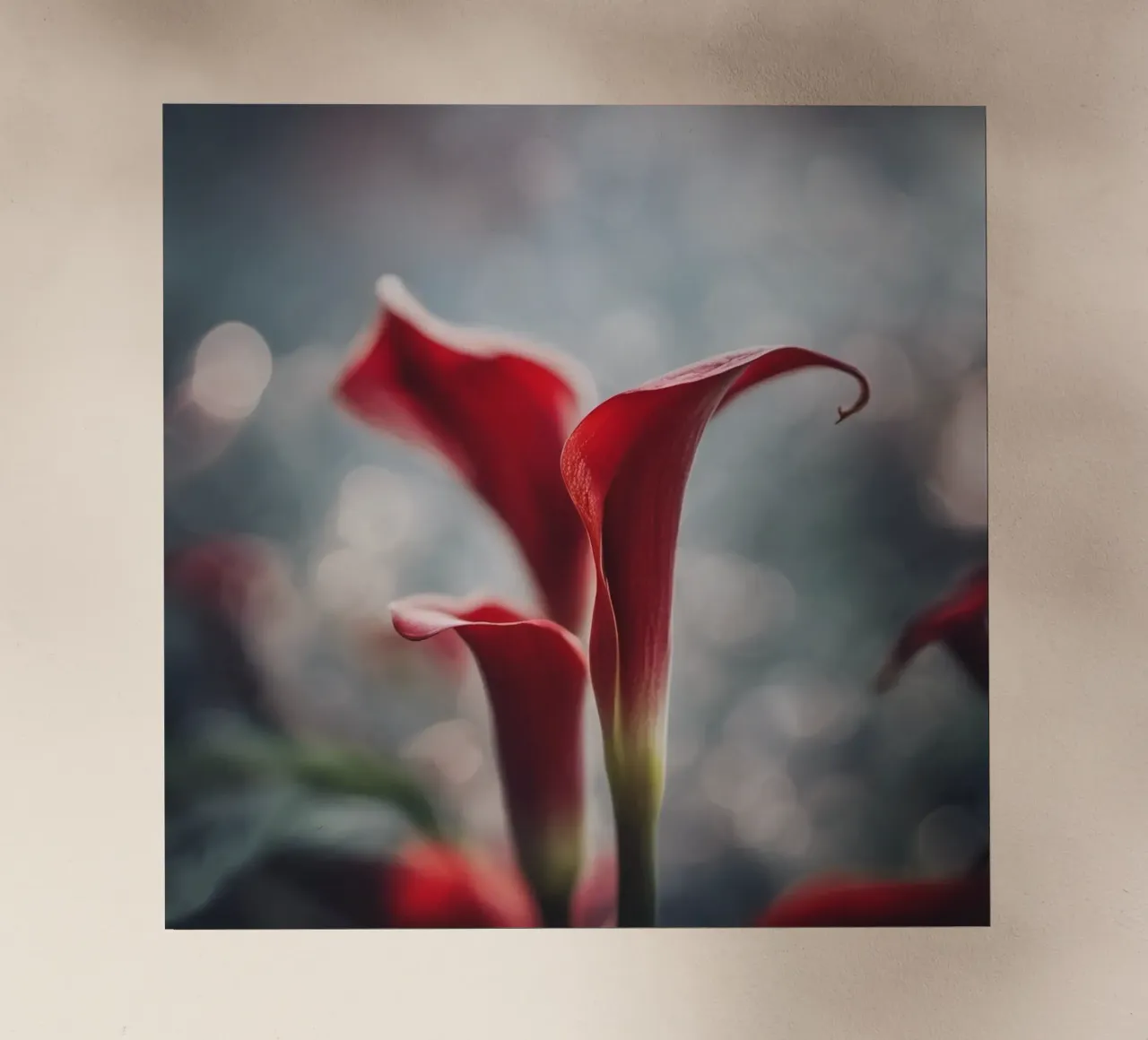 Eleganti gigli di Calla rossi in soft focus pellicola backlit da PhotoVibe Decor