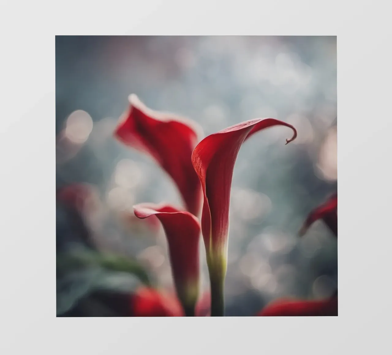 Eleganti gigli di Calla rossi in soft focus telo in pvc da PhotoVibe Decor