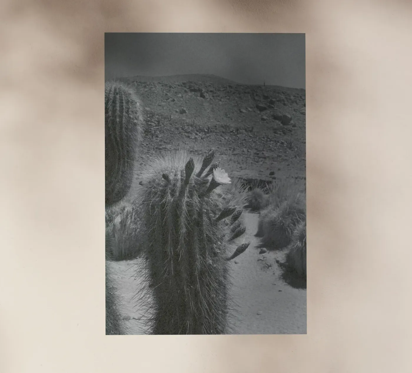 Atacama pellicola backlit da Chris Abatzis