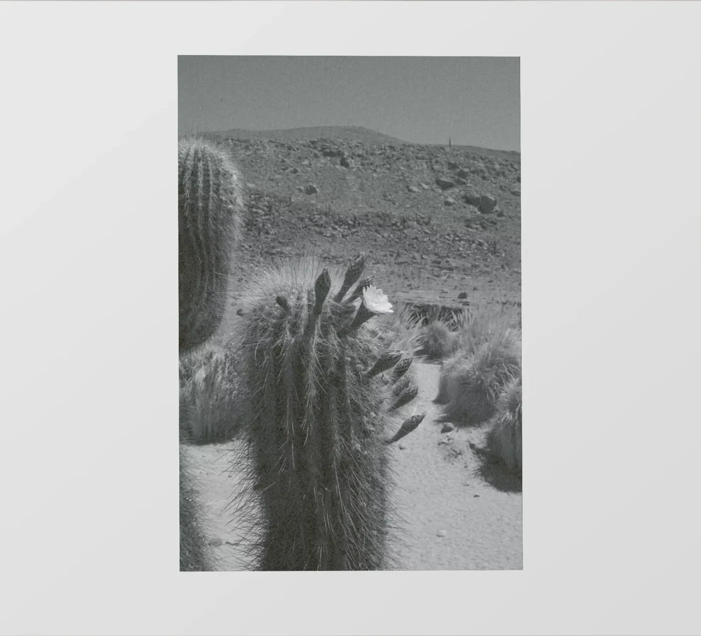 Atacama pellicola backlit da Chris Abatzis