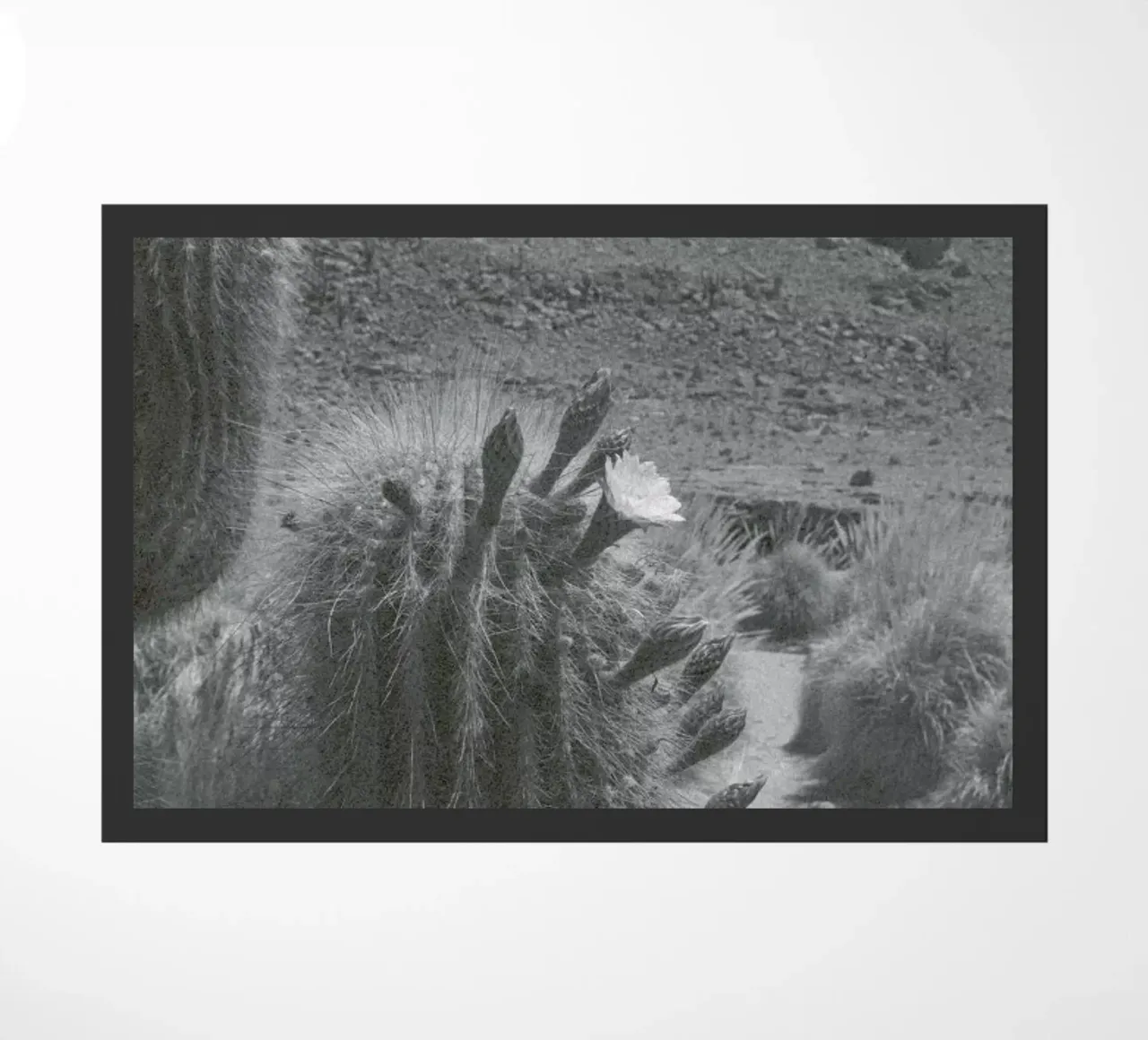 Atacama zerbino da Chris Abatzis