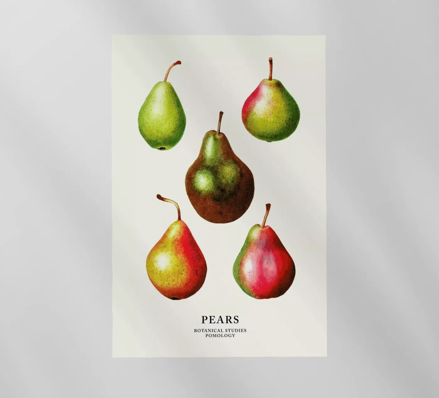 Pears backlit folie van Flora & Fauna