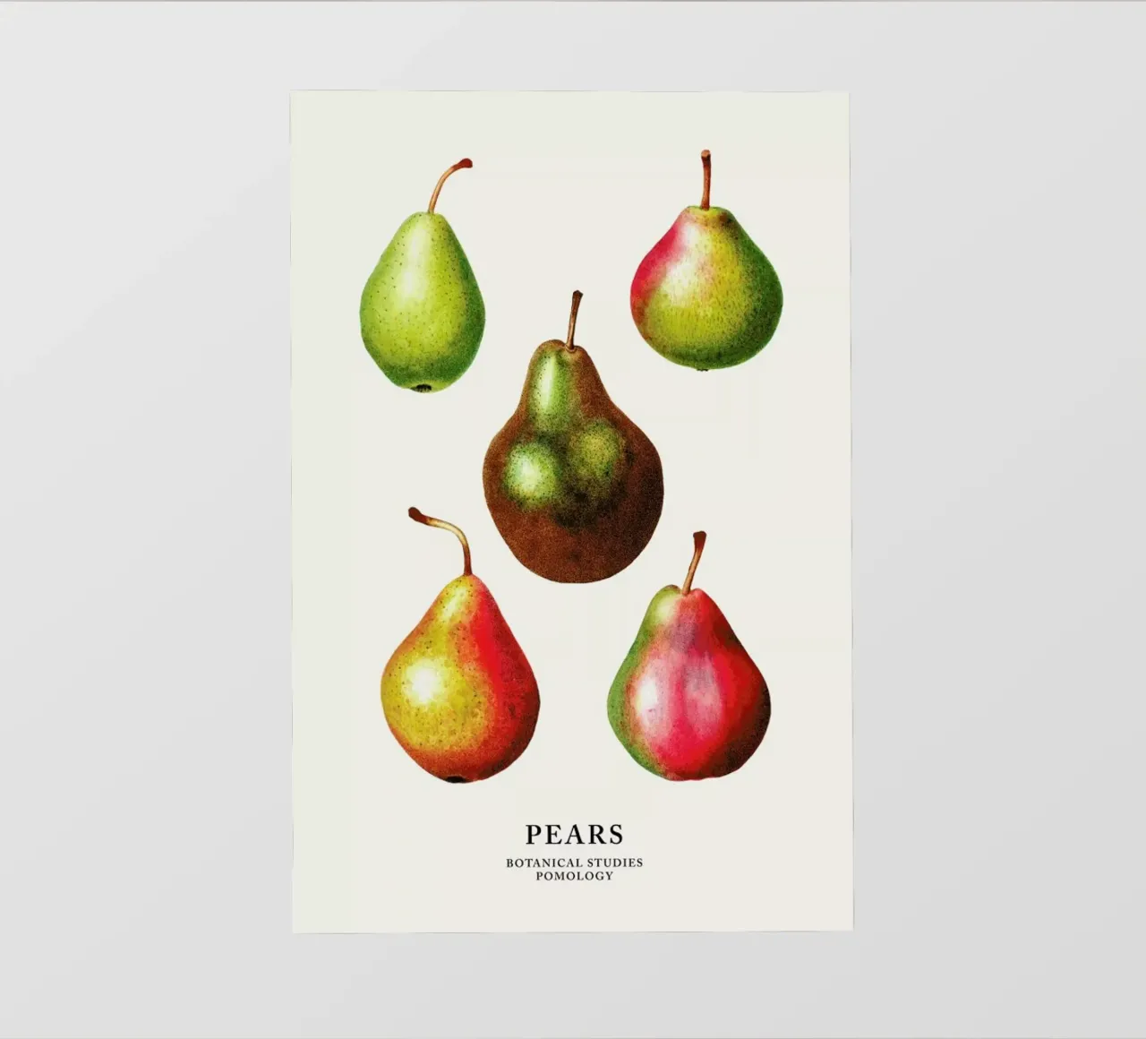 Pears pellicola backlit da Flora & Fauna