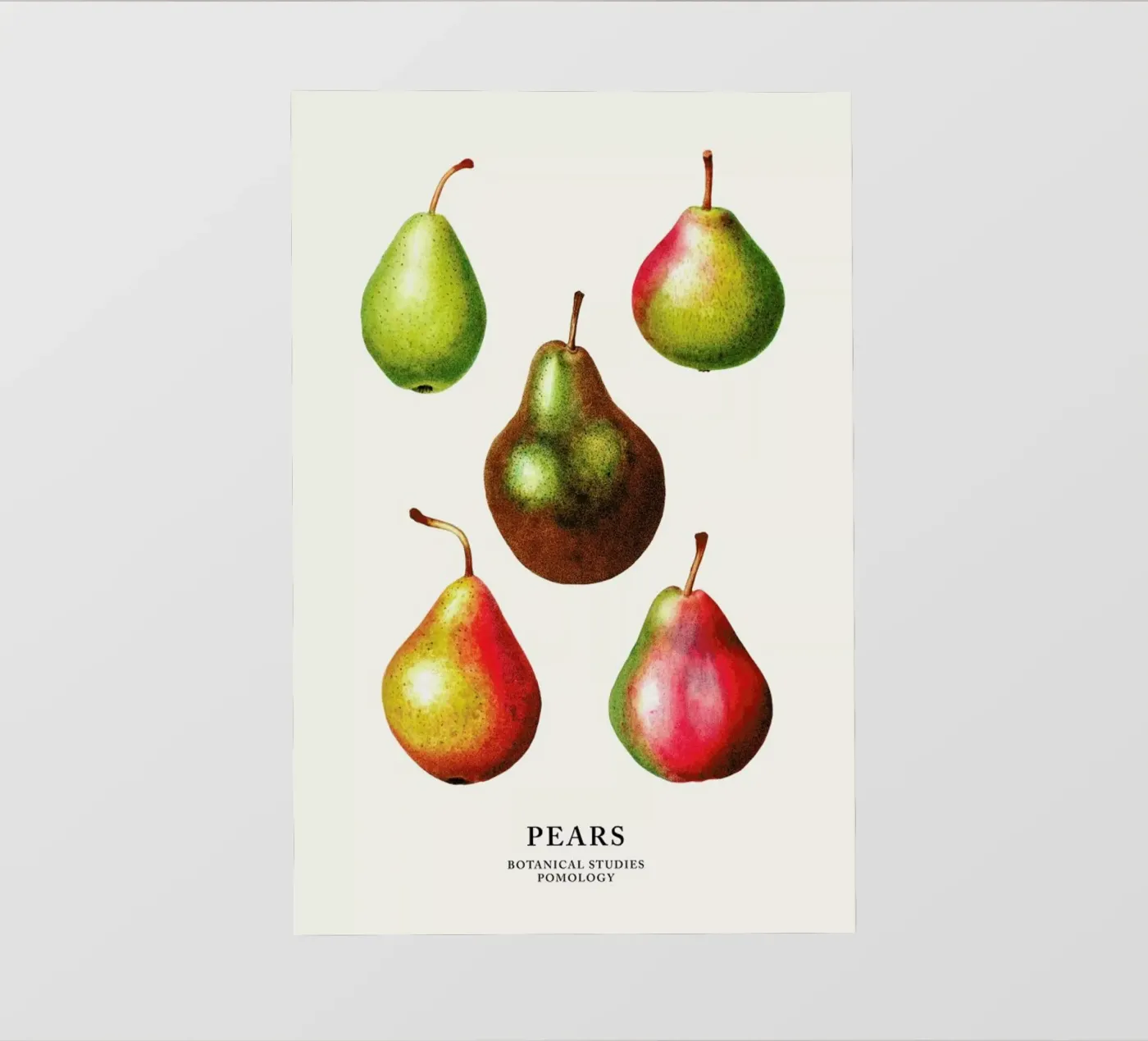 Pears backlit folie van Flora & Fauna