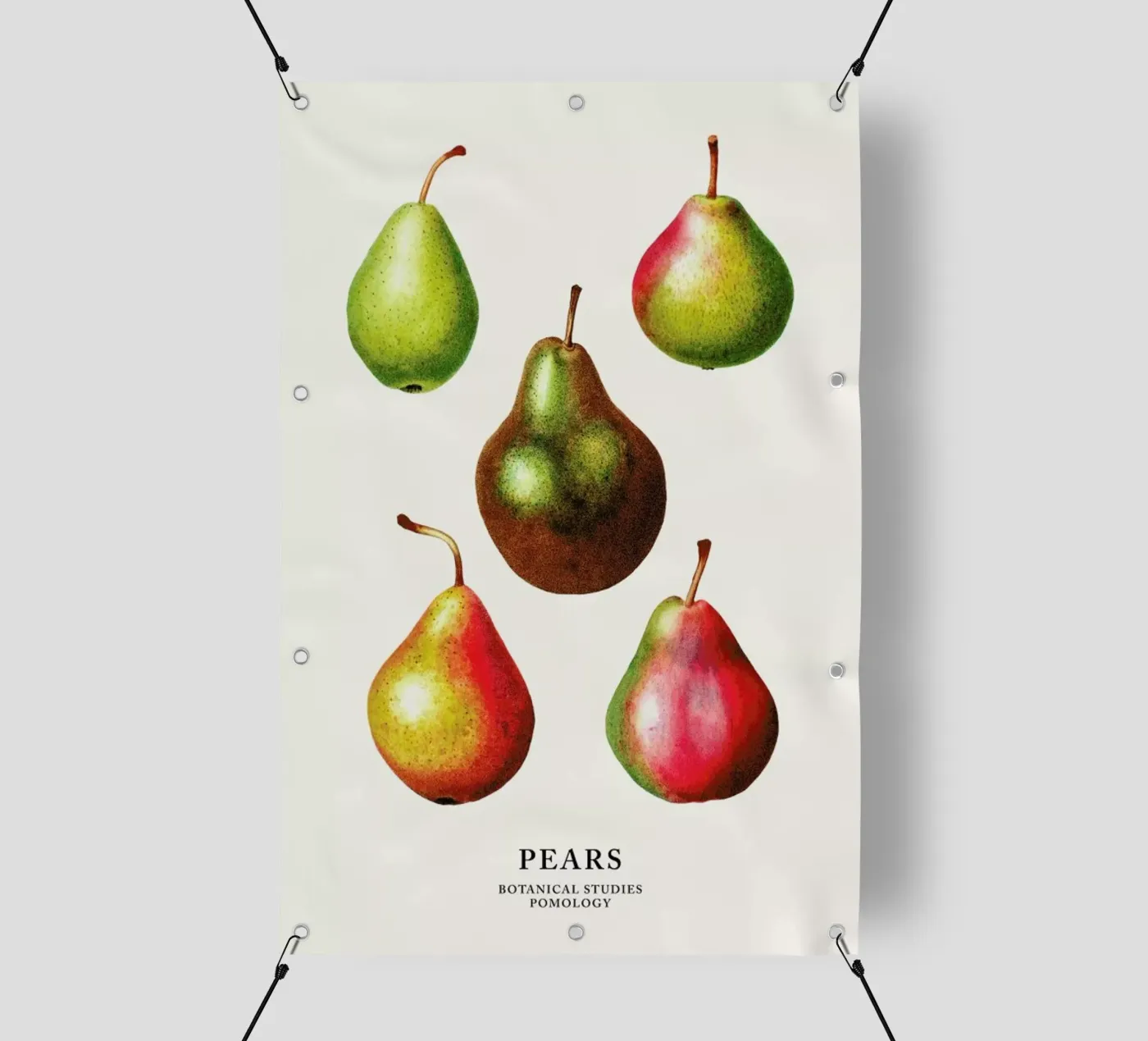 Pears PVC Plane von Flora & Fauna