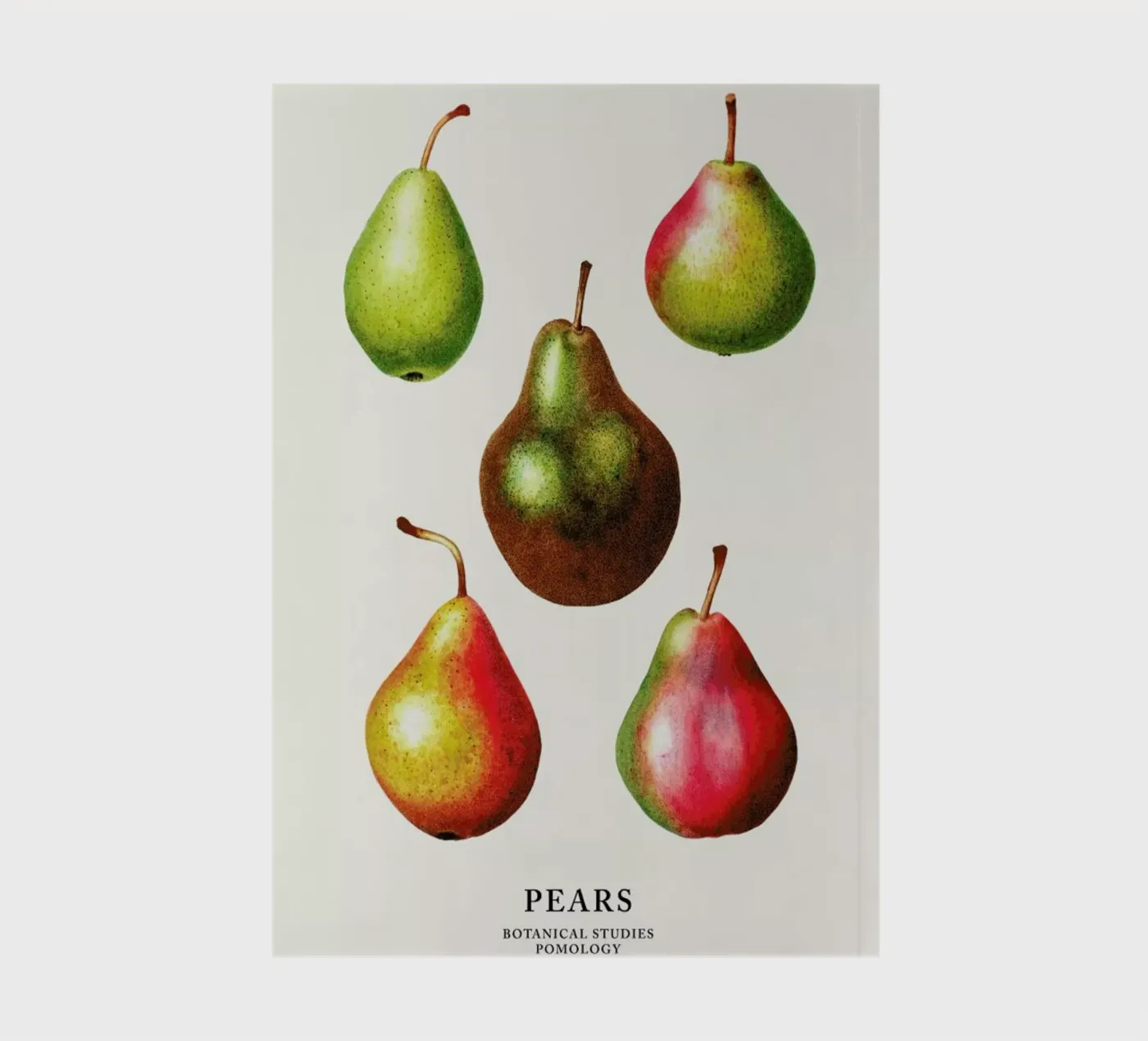 Pears notebook by Flora & Fauna