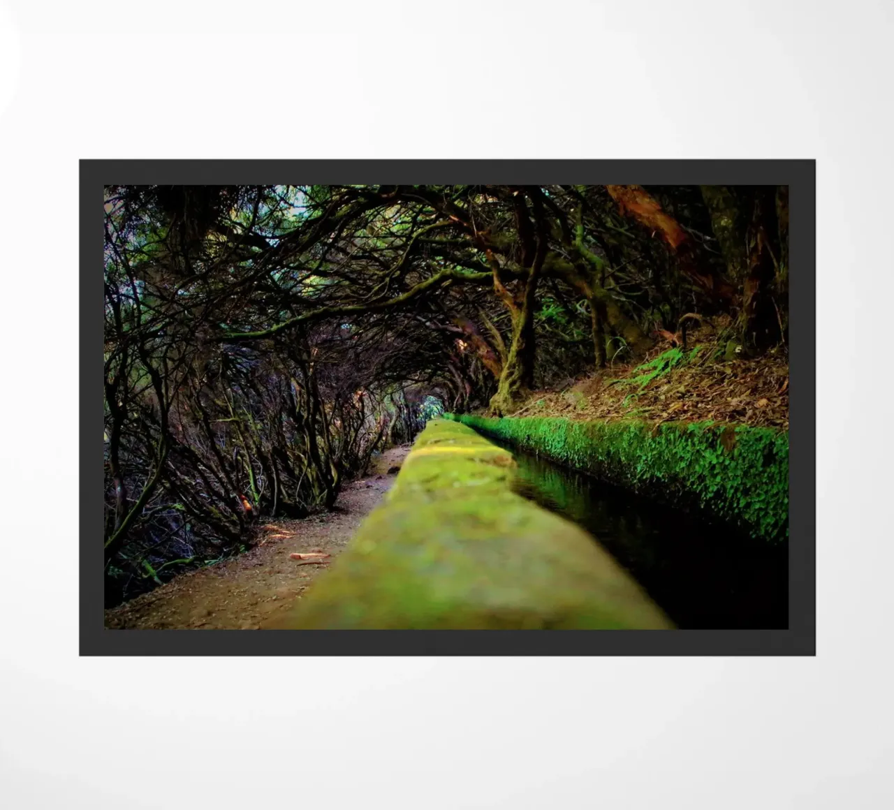 Madeira's (#01) Enchanted Levada: A Mossy Path zerbino da zenitt