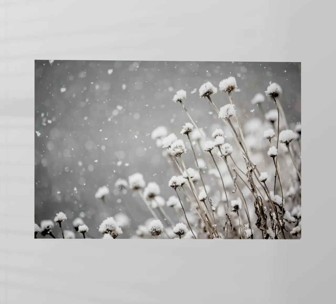 Watching Snow Settle @PixLifePhoto pellicola backlit da EyeEm Mobile GmbH