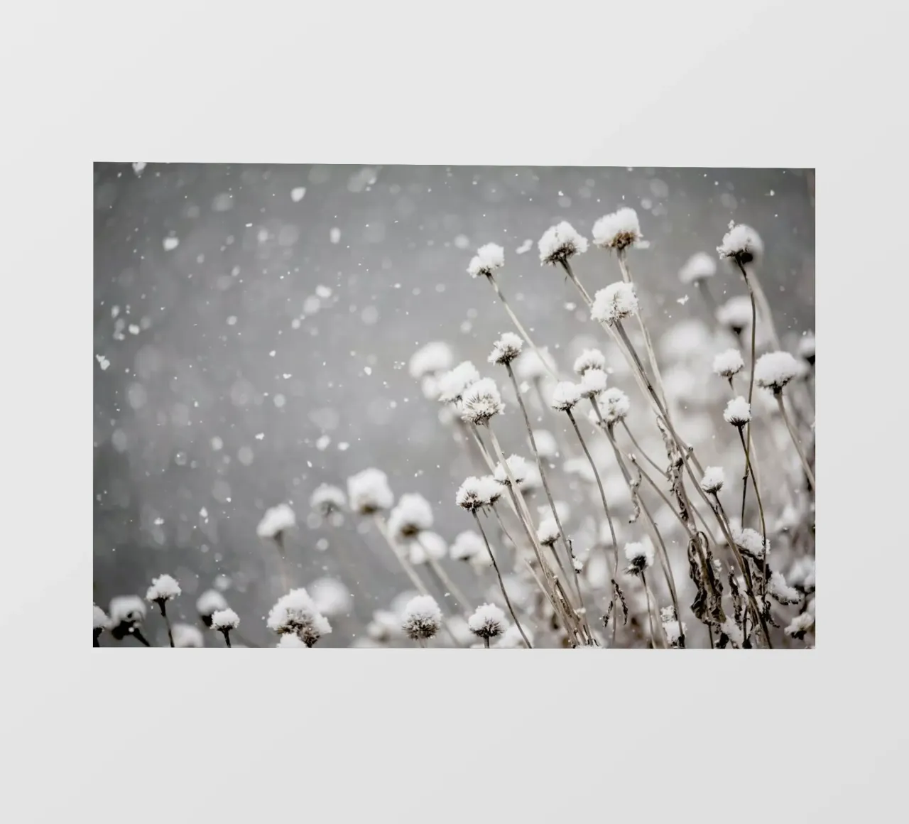 Watching Snow Settle @PixLifePhoto pellicola backlit da EyeEm Mobile GmbH