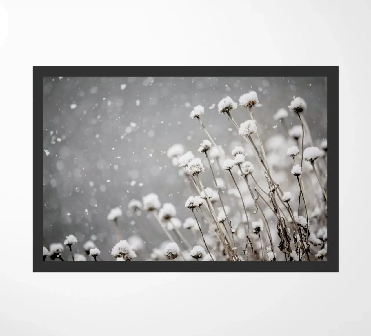 Watching Snow Settle @PixLifePhoto zerbino da EyeEm Mobile GmbH