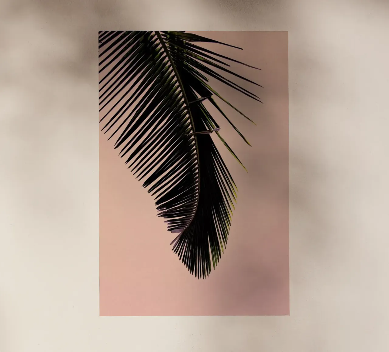 Pink Palm pellicola backlit da EyeEm Mobile GmbH