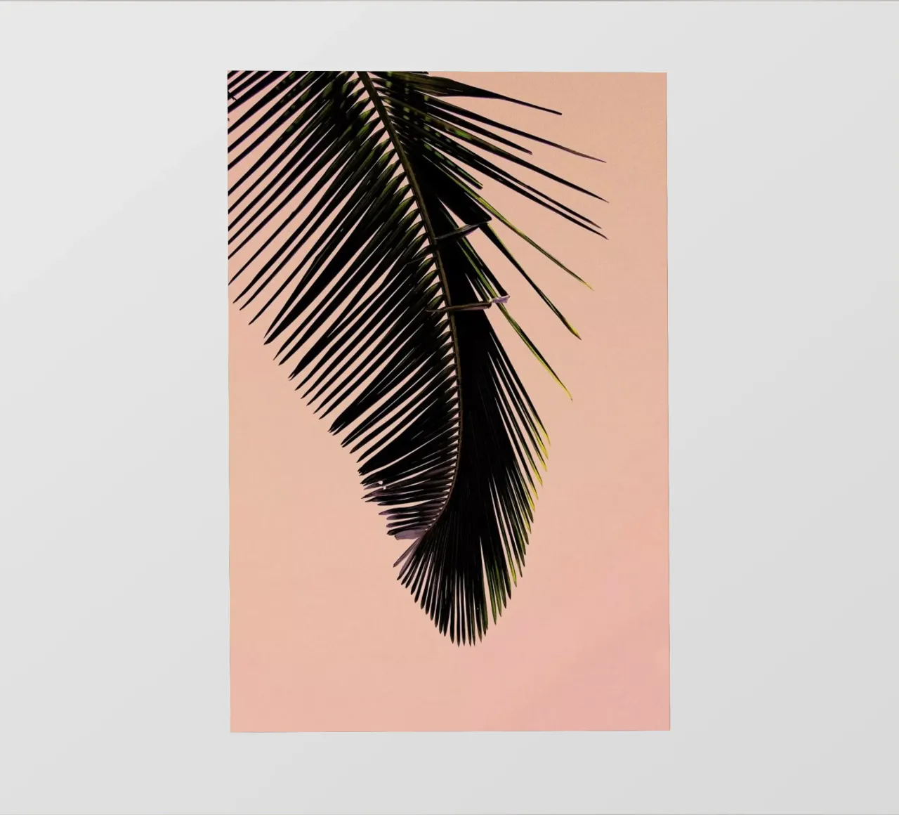 Pink Palm pellicola backlit da EyeEm Mobile GmbH