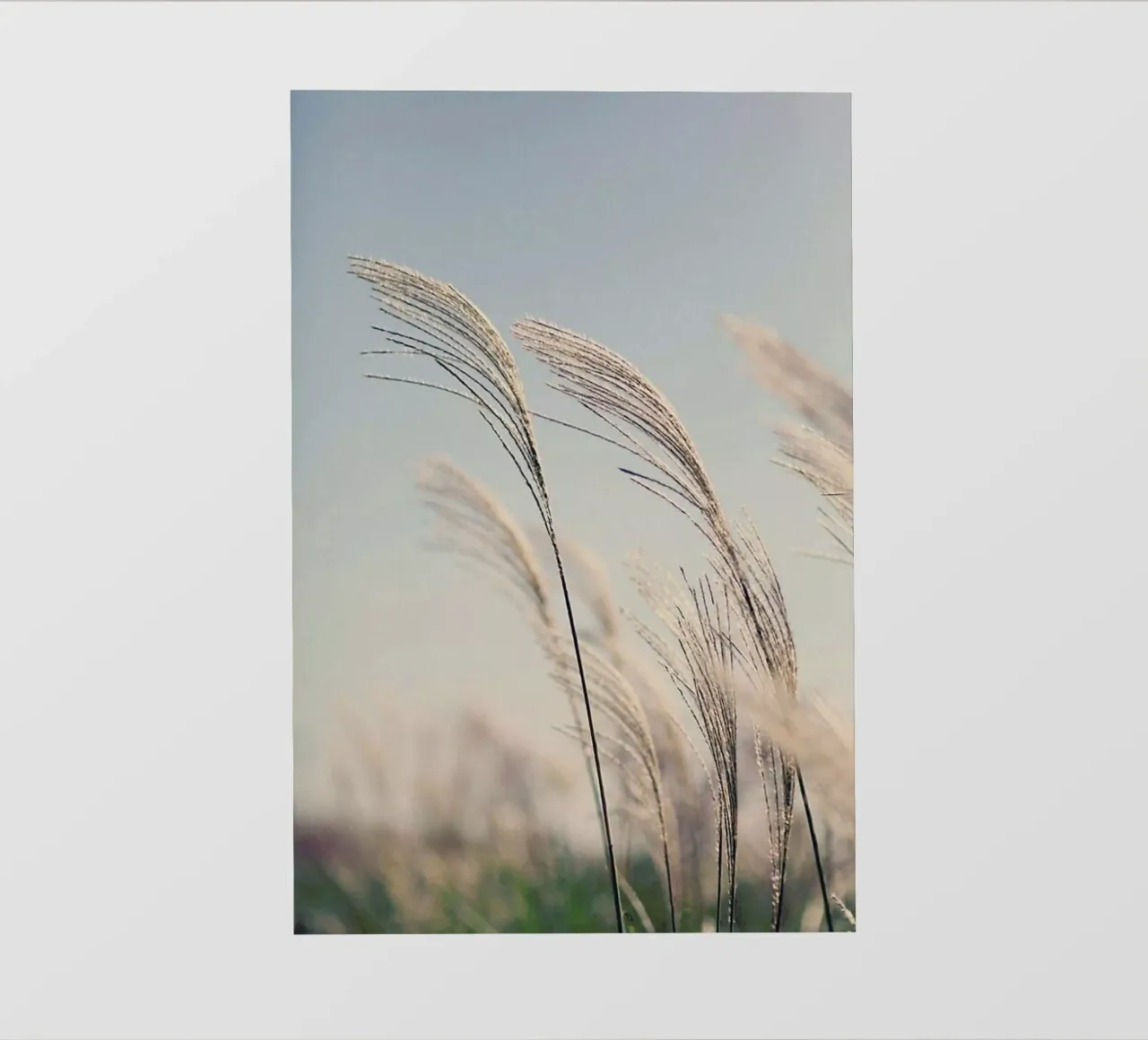 Blowing In The Breeze pellicola backlit da Flora & Fauna