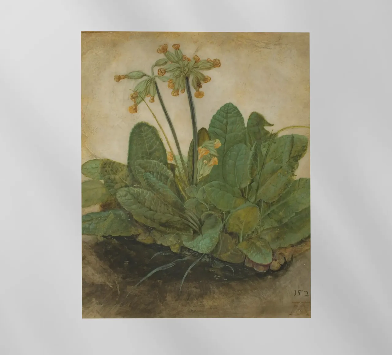 Il "Ciuffo di foglie di mucca" di Dürer - Studio botanico rinascimentale pellicola backlit da NorwesClub