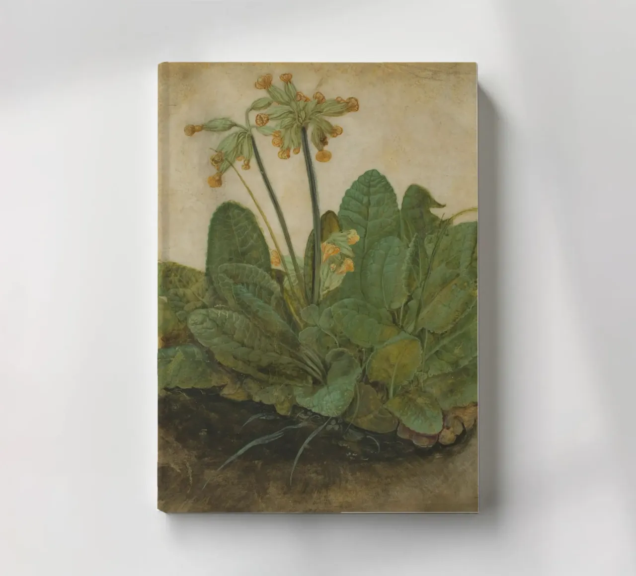 Il "Ciuffo di foglie di mucca" di Dürer - Studio botanico rinascimentale diario da NorwesClub