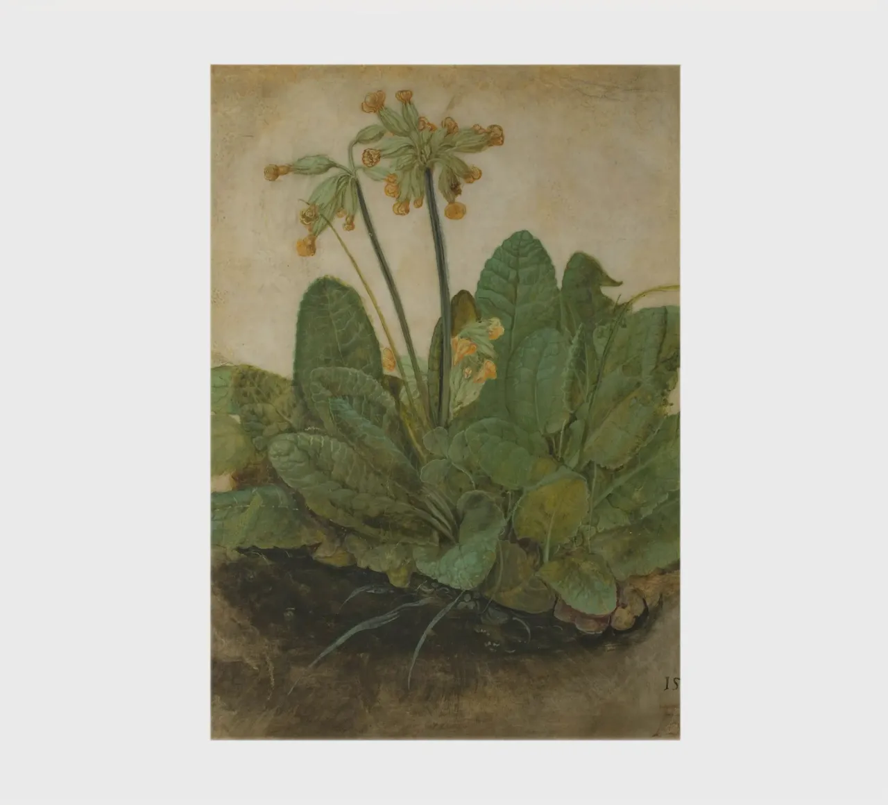 Il "Ciuffo di foglie di mucca" di Dürer - Studio botanico rinascimentale diario da NorwesClub